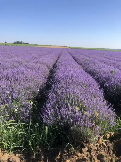 BG Lavender
