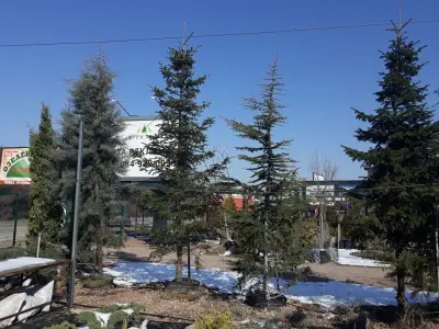 Мебел, градина-дизайн ООД