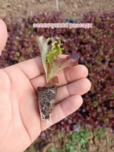Зеленчукови разсади