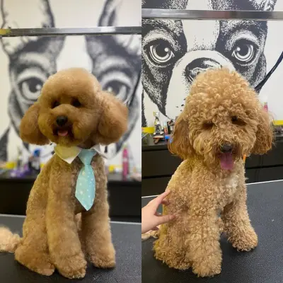 Grooming Studio Fancy Paws