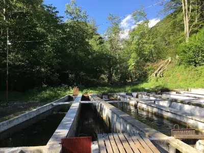 РС Бричeбор Рилска пъстърва