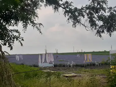 Lavender World