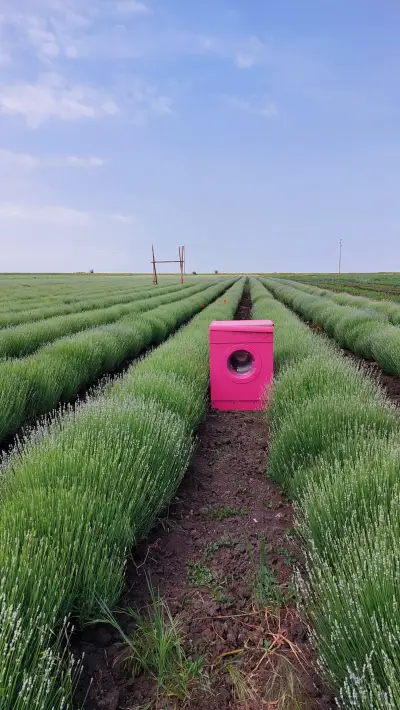 Lavender World