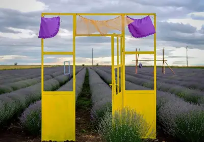 Lavender World