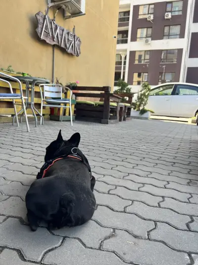 Fast Food Aylyak
