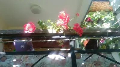НАРОДНО ЧИТАЛИЩЕ ПЕТКО МАНАЛОВ