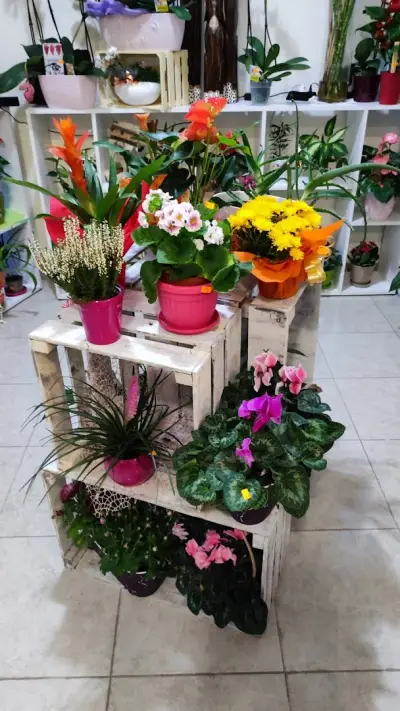 Алекс Флора