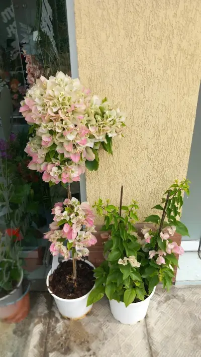 Магазин за цветя-Beautiful flowers