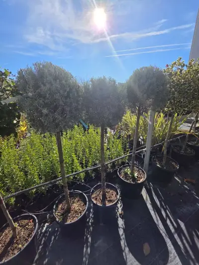 Градински център Бургас Pro Plants