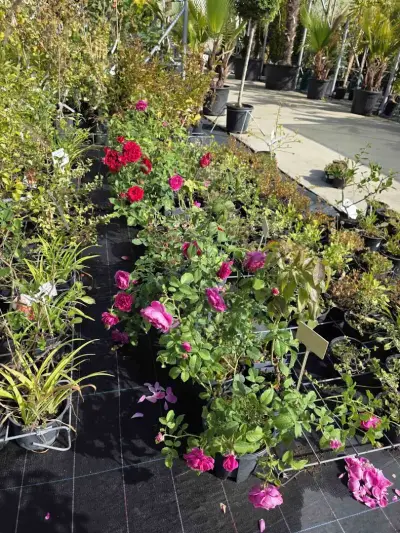 Градински център Бургас Pro Plants