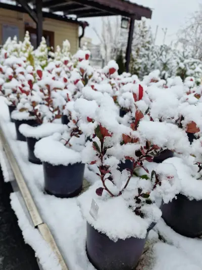 Градински център Бургас Pro Plants