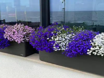 Градински център Бургас Pro Plants
