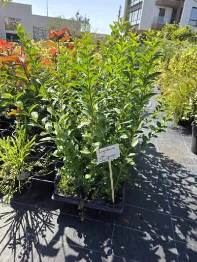 Градински център Бургас Pro Plants