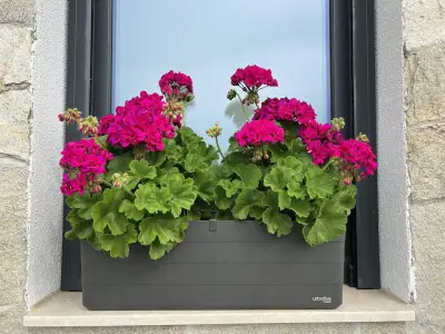 Градински център Бургас Pro Plants