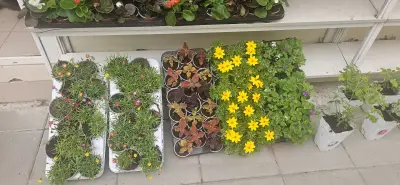 Цветарски магазин "Гея"