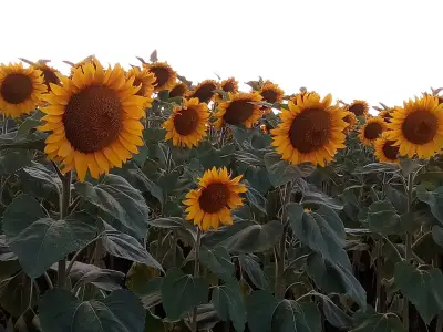 Кметство Сърневец