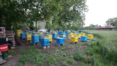 Кметство Робово