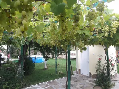 Къща „Палмс“