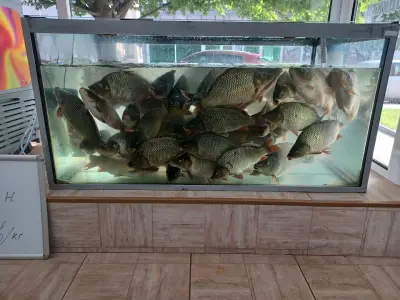Златният шаран