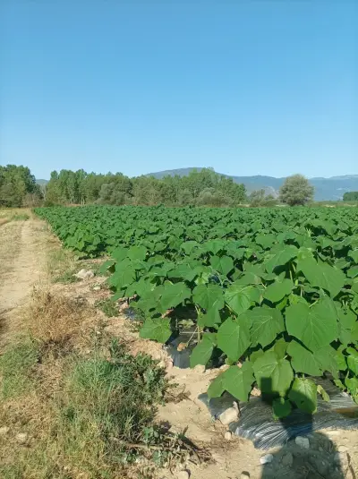 Paulownia Rasadnik