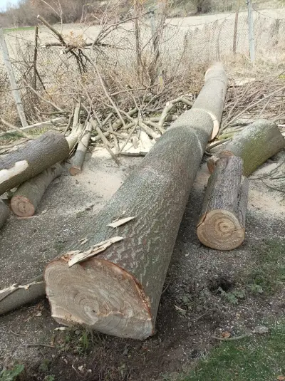 Paulownia Rasadnik