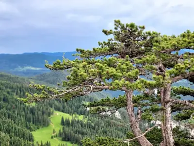 Вълчи камък