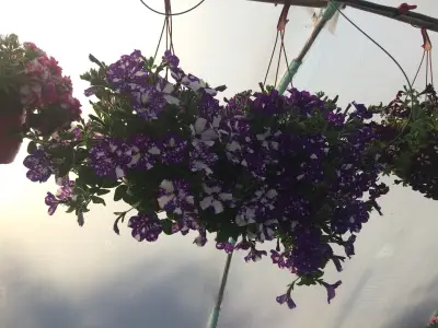 ZP Svetla Pavlova - plants, flowers( Цветя, Разсадник)