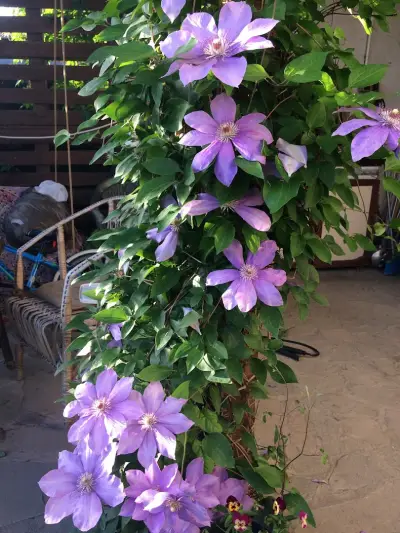 ZP Svetla Pavlova - plants, flowers( Цветя, Разсадник)
