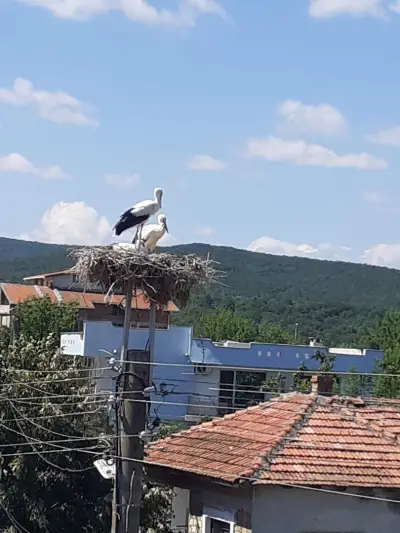 При Гардела