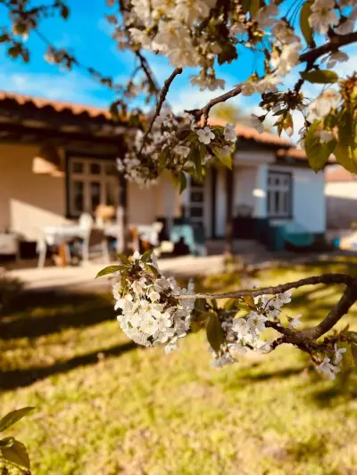 Andre's house