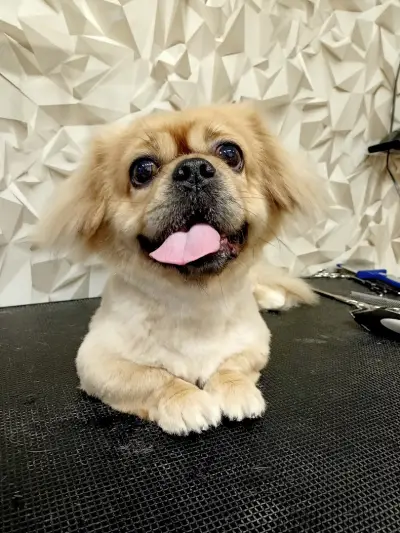 Груминг студио "Dog Style"