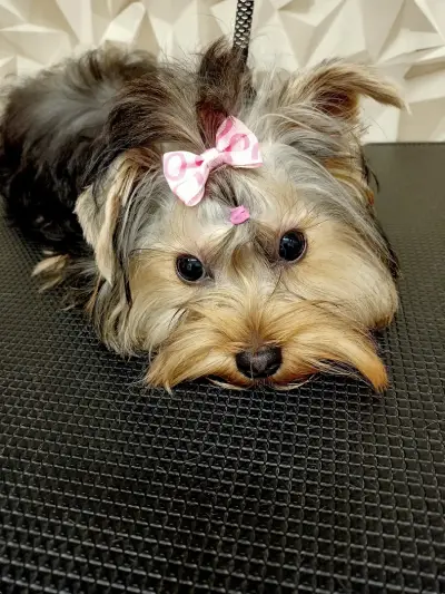 Груминг студио "Dog Style"