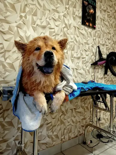 Груминг студио "Dog Style"