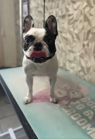 Груминг студио "Dog Style"