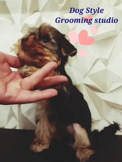 Груминг студио "Dog Style"