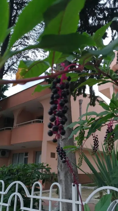 Excelsior Guest house