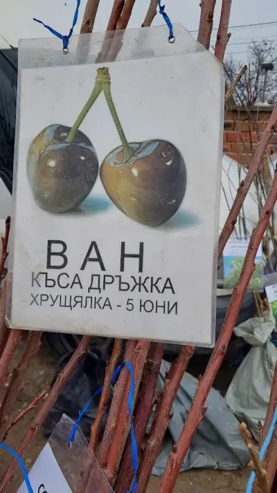 Пазар Раковски