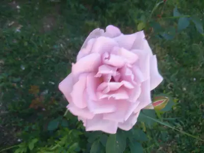 Детелина