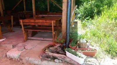 Рошавата Чайка