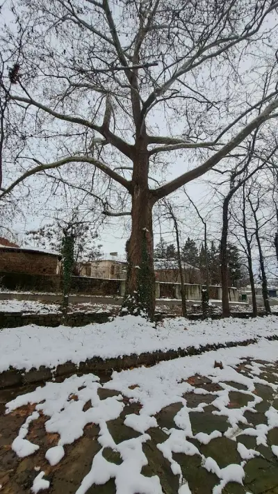 Паркови площи