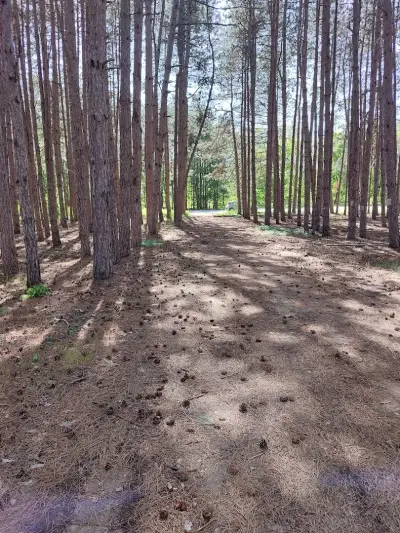 Паркови площи