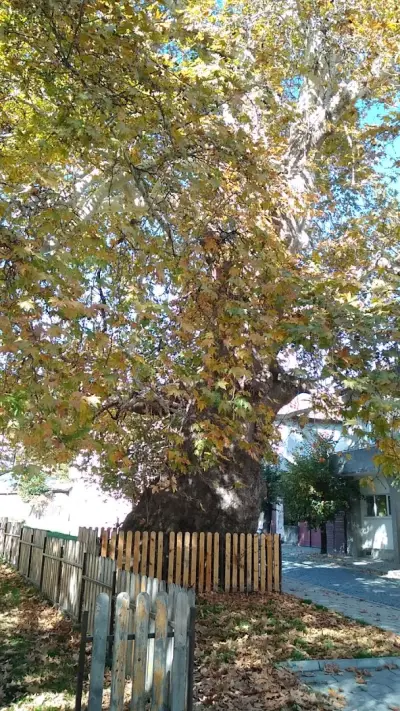 Вековен чинар