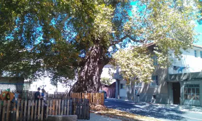 Вековен чинар