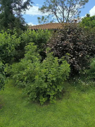 SECRET GARDEN