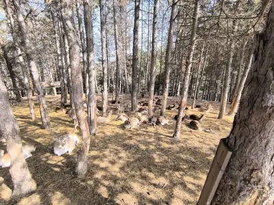Зоокът Хаджидимово