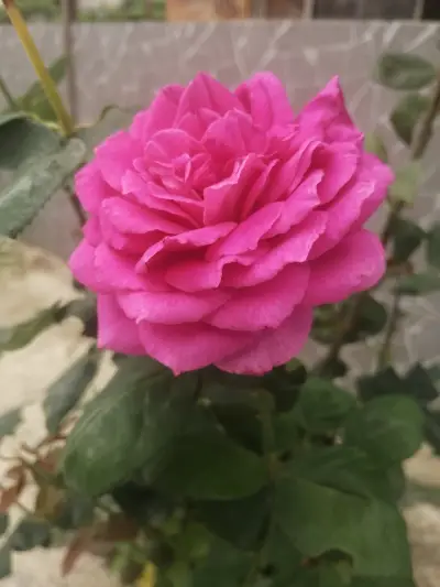 Айшу_79