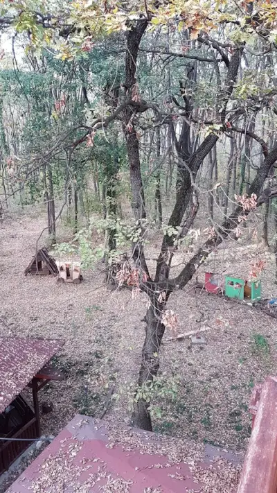 КИПАРИС