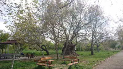 Вековно дърво (Стария чинар)