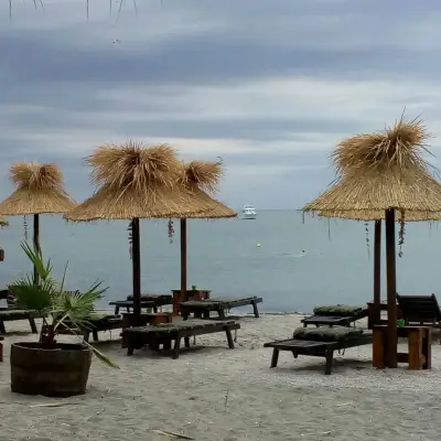 Beach Bar Algae