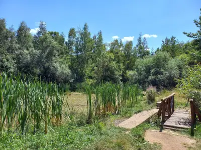 Дендрариум
